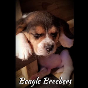 beagle breeding dogs