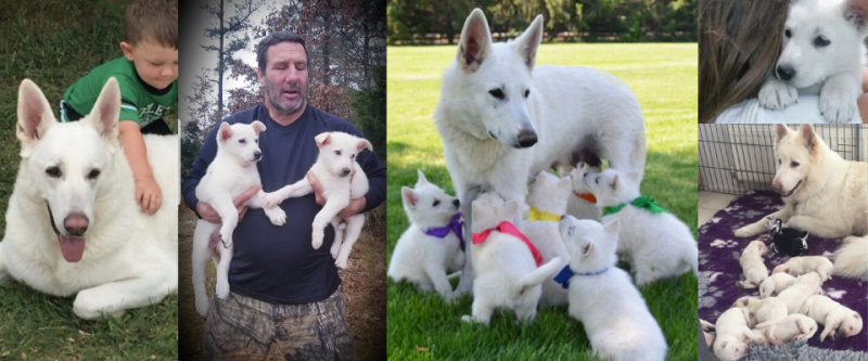 About Our White German Shepherds Jeffco Kennels In Livingston La