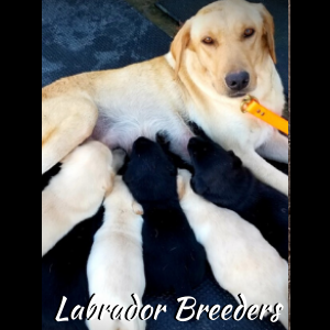 labrador breeders
