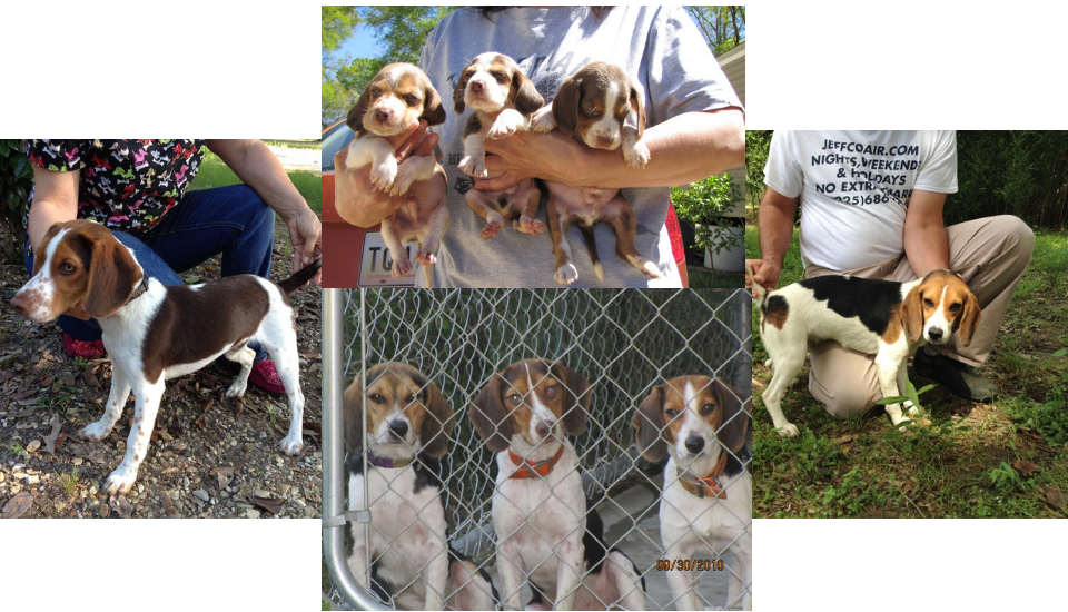 Puppies For Sale Jeffco Kennels