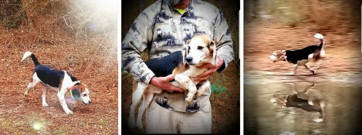 poochie breeding beagle